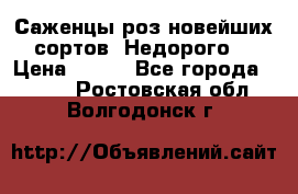Саженцы роз новейших сортов. Недорого. › Цена ­ 350 - Все города  »    . Ростовская обл.,Волгодонск г.